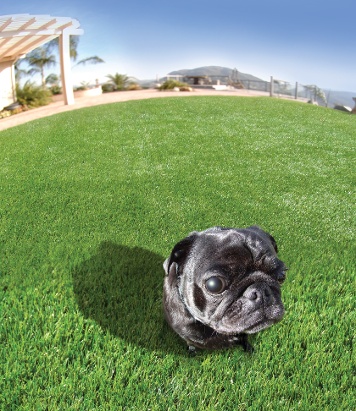 artificial grass for pets